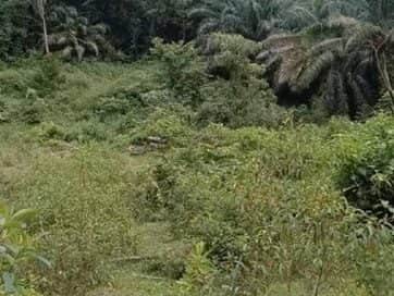 Tanah Pertanian 1.75 Ekar Kampung Senginyeh Johol Negeri Sembilan Freehold