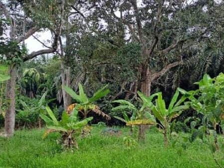 Tanah Pertanian Ulu Beranang Lenggeng Negeri Sembilan 1.2 Ekar Freehold