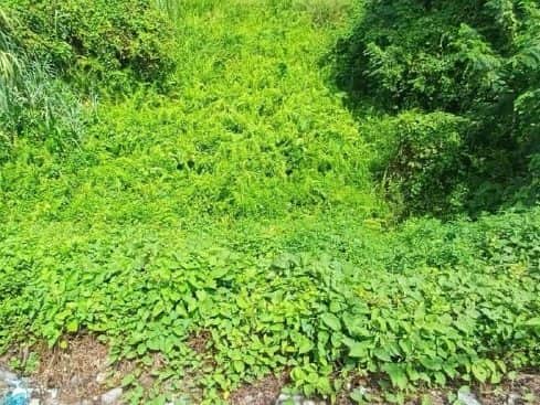 Tanah Pertanian Sungai Buah Dengkil Sepang 2.18 Ekar Freehold Dekat KLIA Bangi