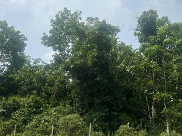 Tanah Pertanian 1 Ekar Changkat Larang Ipoh Perak Freehold Lot Kedua Dari Jalan Utama