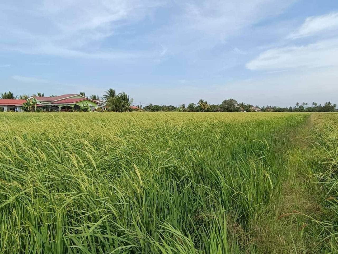 4 Lot Tanah Sawah Kg Sungai Baru Tengah Sanglang Perlis Freehold Geran Individu Harga Murah