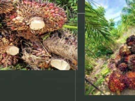 Tanah Pertanian Kelapa Sawit Sandakan Sabah 17,500 Ekar