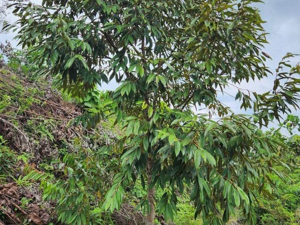 Jual Bahagian 1.37 Ekar Kebun Durian Kg Kerangai Simpang Pertang Jelebu