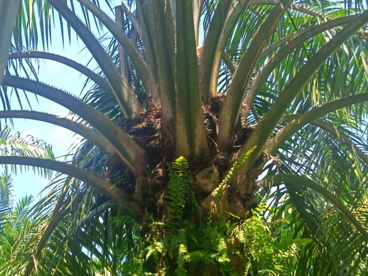Ladang Sawit 6.2 ekar di Mukim Pulau Rusa Pekan untuk Dijual