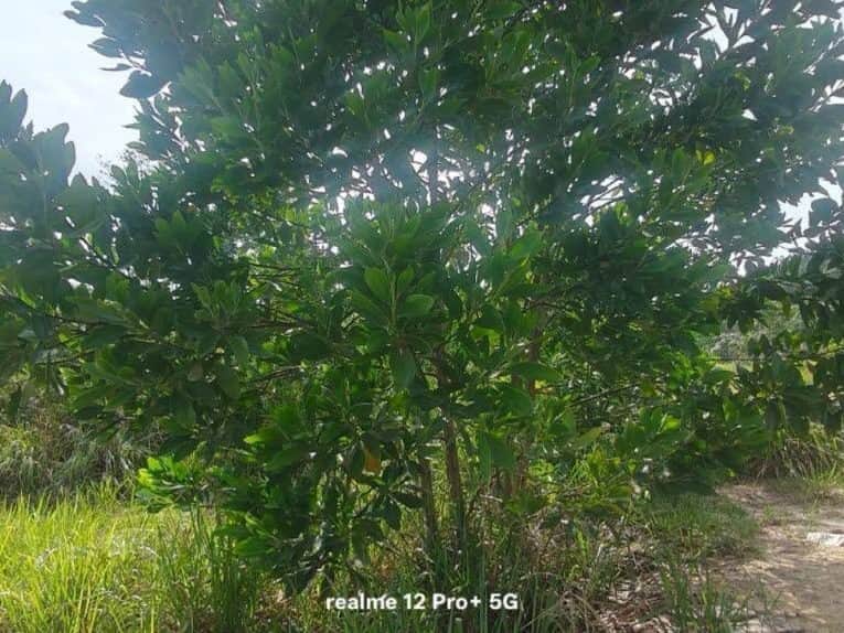 TANAH LOT UNTUK DIJUAL – MUKIM BANGGUL, KEMAMAN