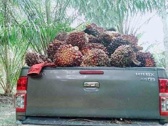 Tanah Kebun 5.19 Relong Charok Beras Kuala Ketil Kedah Freehold