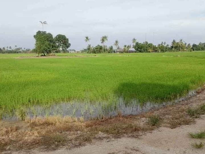 Tanah Bendang 1.37 Ekar Permatang Janggus Penaga Pulau Pinang Freehold First Grade