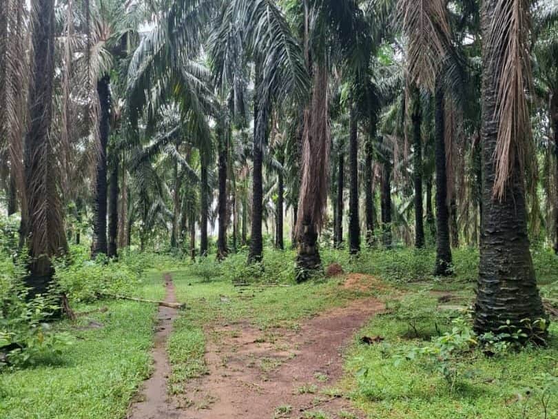 Tanah Pertanian 0.97 Ekar Tepi Sungai Muda Kuala Ketil Kedah Freehold