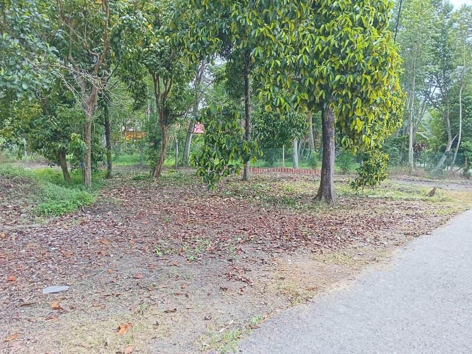 Tanah Dusun 12,000 Kaki Persegi Kampung Bujang Merbok Kedah Freehold