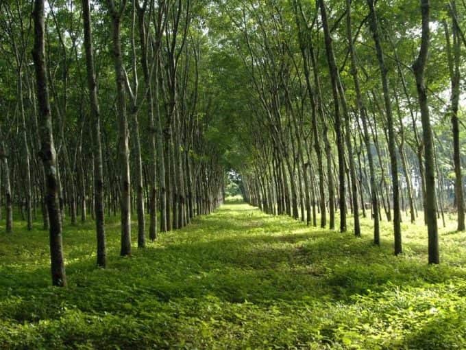 Tanah Kebun 5.66 Ekar Bukit Selambau Kuala Muda Kedah Freehold