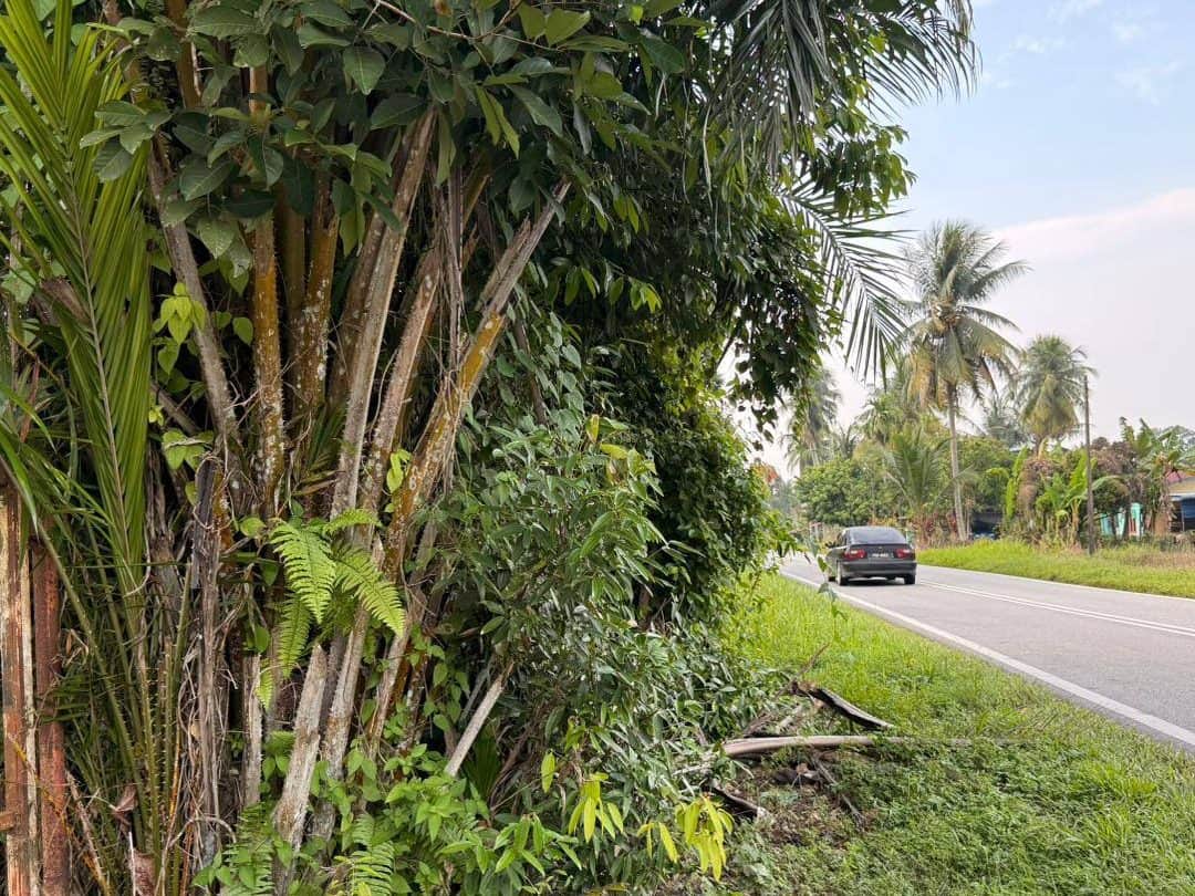 Tanah Pertanian 1.46 Ekar Kampung Padang Limau Karangan Kulim Kedah Freehold