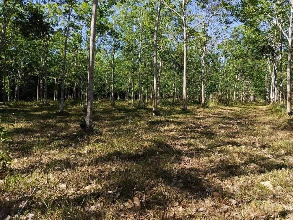 Tanah Pertanian 6.05 Relung Kampung Apil Pokok Sena Kedah Freehold