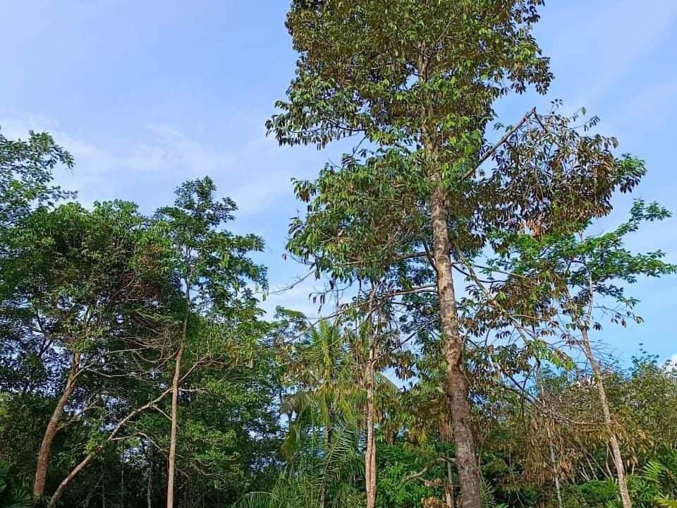 Tanah Pertanian 21,506 Kaki Persegi Kampung Bukit Tegor Pendang