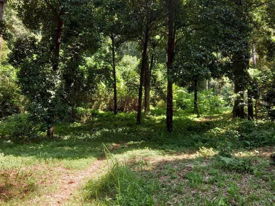 Tanah Dusun 506,912 Kaki Persegi Gertak Sanggul Pulau Pinang Freehold