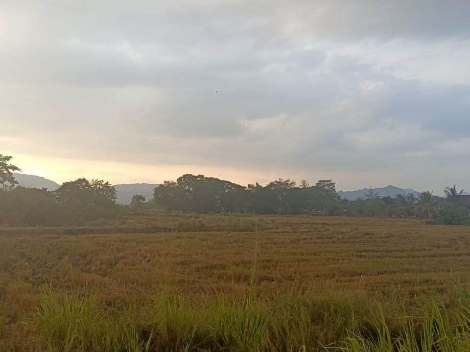 Tanah Sawah 28,040 Kaki Persegi Padang Pauh Perlis Freehold