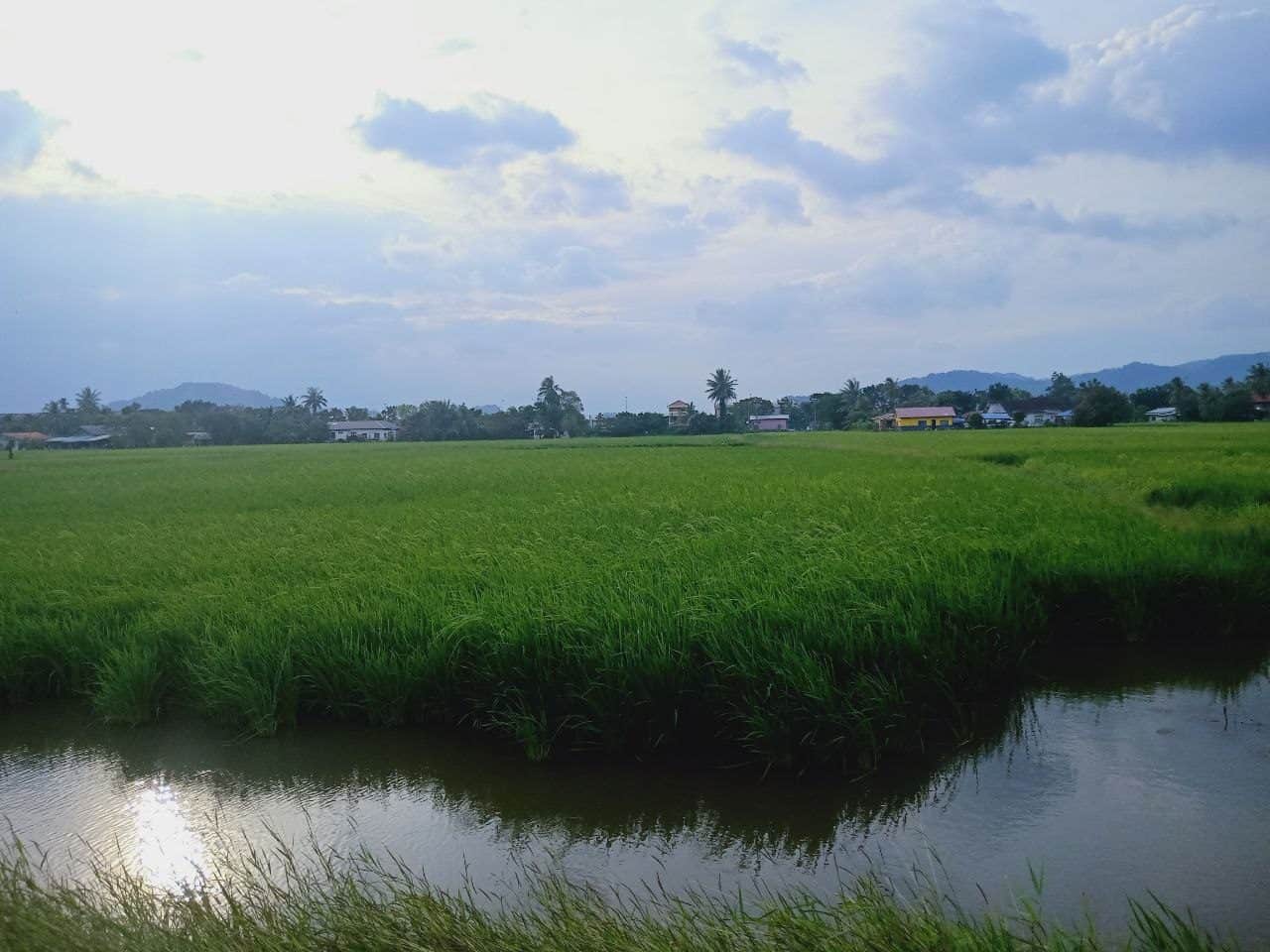 Tanah Bendang 4.18 Relong Seriab Kangar Perlis Freehold Belakang Kompleks SUK