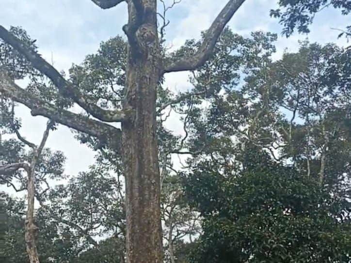 Tanah Dusun 1 Ekar Sungai Lalah Rembau Negeri Sembilan Freehold